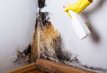 Mold Remediation & Removal | Ducts & Attic Cleaning Experts, TX