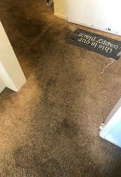 Carpet Cleaning For Deer Park Living Room