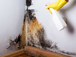 Mold Remediation & Removal Services | Ducts & Attic Cleaning Experts, TX Mold Remediation & Removal Services | Ducts & Attic Cleaning Experts, TX