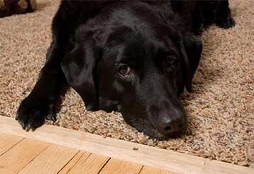 Pet Hair Removal