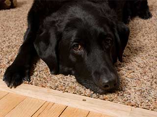 Pet Hair Removal Services | Ducts & Attic Cleaning Experts, TX Pet Hair Removal