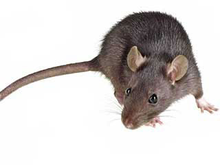 Rodent Proofing Services | Duct & Attic Cleaning Experts, aTX Rodent Proofing