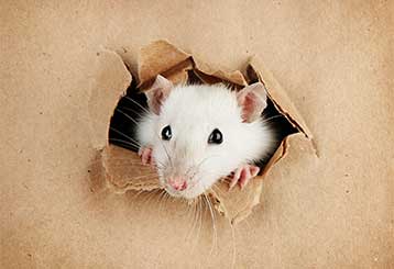 3 Most Common Reasons to Call for Rodent Proofing Services | Ducts & Attic Cleaning Experts, TX
