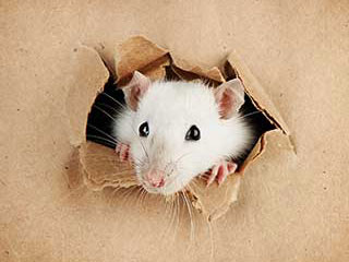 Reasons to Call for Rodent Proofing Services | Ducts & Attic Cleaning Experts, TX