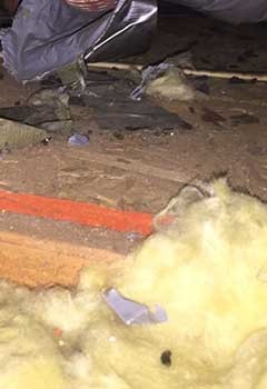 Rodent Proofing Near Houston